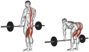  ددلیفت به عنوان یک تمرین پایه و تأثیر آن بر ساختار بدنی.