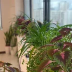 باشگاه یوگا مروارید آبی