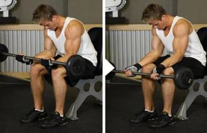 حرکت ساعد هالتر نشسته