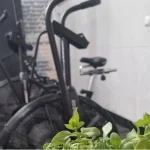 باشگاه آلفا در یزد (Alpha Gym)