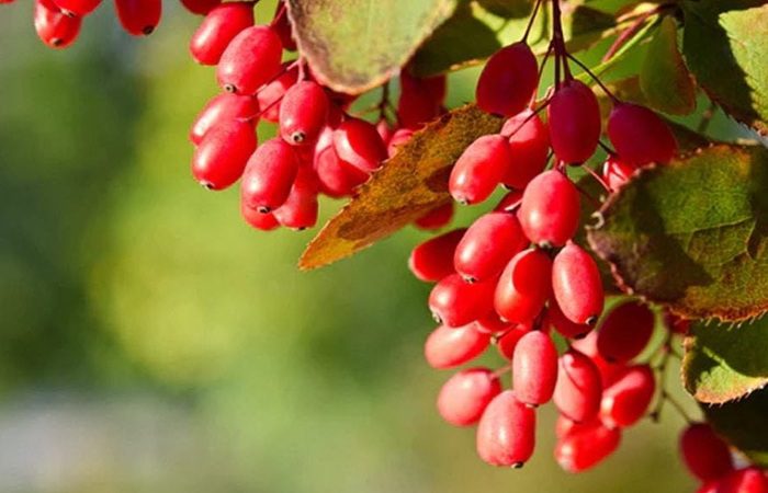 بربرین و کاهش وزن: آنچه باید بدانید