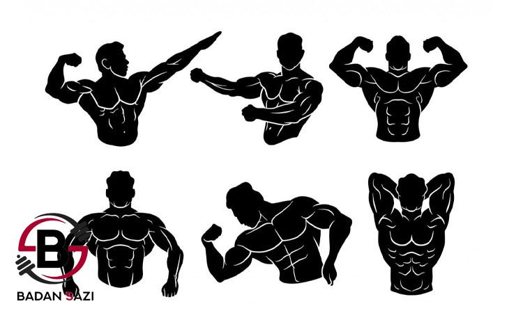 انواع فیگورهای اصلی بدنسازی
