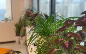 باشگاه یوگا مروارید آبی